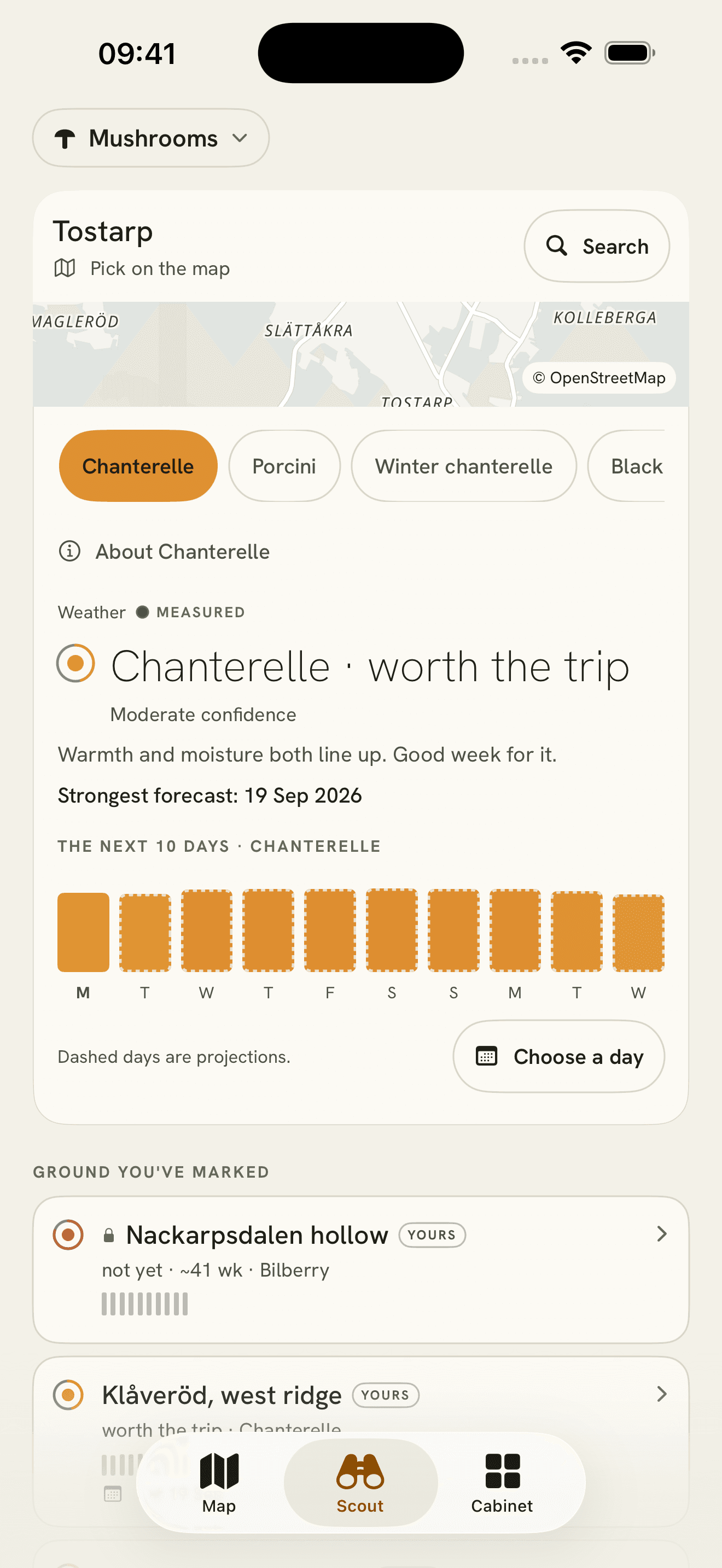 Scout for Tostarp: Chanterelle · worth the trip at moderate confidence, a Weather · MEASURED label, and ten day bars for the next ten days above a Choose a day button.